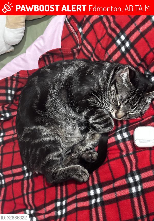 Lost Male Cat last seen gold bar park, Edmonton, AB T6A 0M5