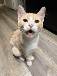 Found/Stray Unknown Cat last seen Kyukendahl , Spring, TX 77387
