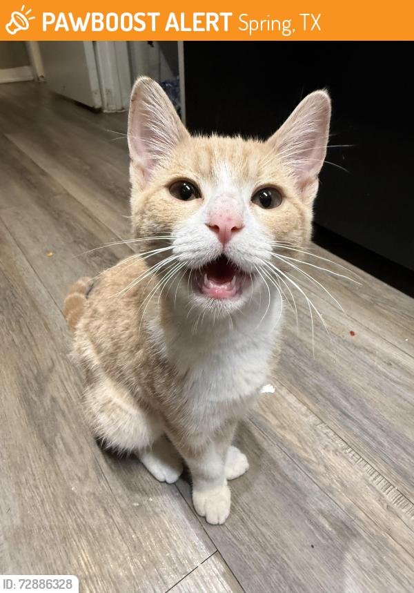 Found/Stray Unknown Cat last seen Kyukendahl , Spring, TX 77387