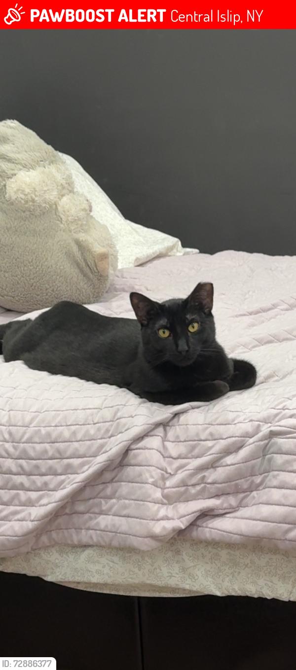 Lost Male Cat last seen Nagle Ln, Central Islip, NY 11722