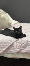 Lost Male Cat last seen Nagle Ln, Central Islip, NY 11722
