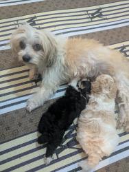 Found/Stray Female Dog last seen Near WAVELAND STFAIRFAX VA 22033, Ashburn, VA 20147