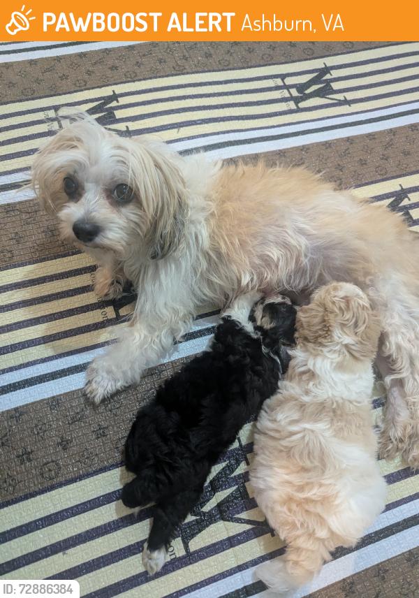 Found/Stray Female Dog last seen Near WAVELAND STFAIRFAX VA 22033, Ashburn, VA 20147