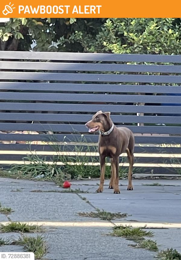 Found/Stray Female Dog last seen Hawaiian Gardens , Hawaiian Gardens, CA 90716