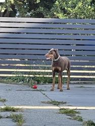 Found/Stray Female Dog last seen Hawaiian Gardens , Hawaiian Gardens, CA 90716