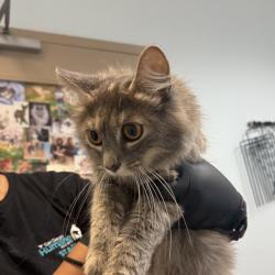 Shelter Stray Female Cat last seen Near Hale Court, El Cajon, CA, 92020, San Diego, CA 92110