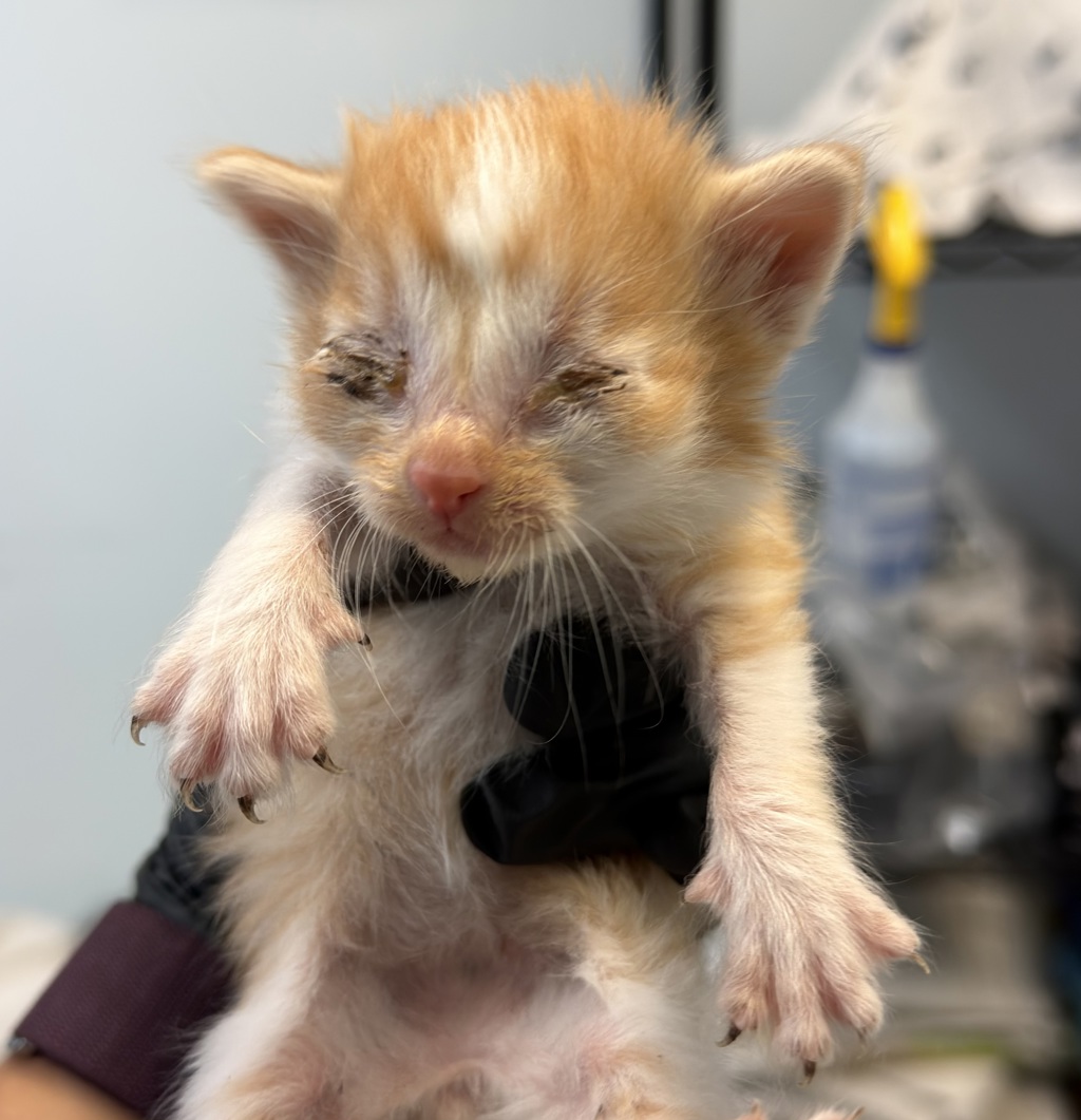 Shelter Stray Male Cat last seen Near Hale Court, El Cajon, CA, 92020, San Diego, CA 92110