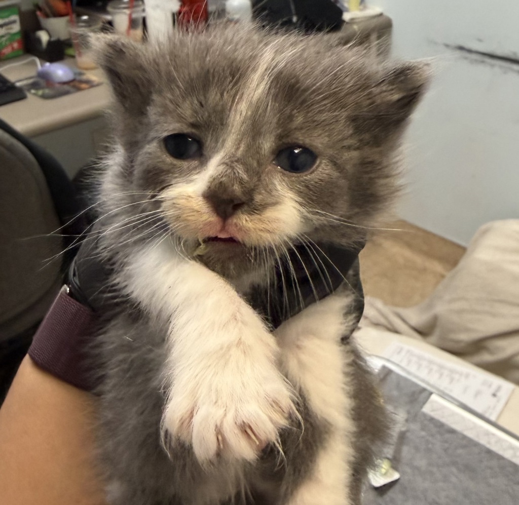 Shelter Stray Male Cat last seen Near Hale Court, El Cajon, CA, 92020, San Diego, CA 92110