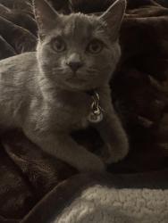 Reunited Male Cat last seen Sunfish pl NE, Rochester, MN 55906