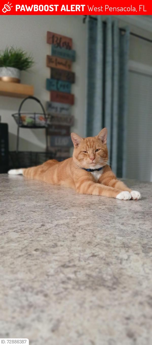 Lost Male Cat last seen Fernwood Avenue and Avery Street , West Pensacola, FL 32505