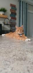 Lost Male Cat last seen Fernwood Avenue and Avery Street , West Pensacola, FL 32505