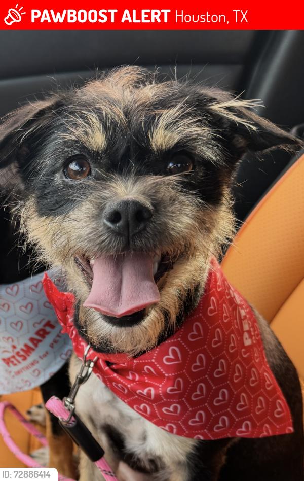 Lost Female Dog last seen Greenhouse and Keith harrow Adelaide’s Subdivision , Houston, TX 77084