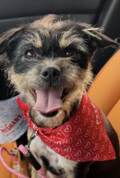 Lost Female Dog last seen Greenhouse and Keith harrow Adelaide’s Subdivision , Houston, TX 77084