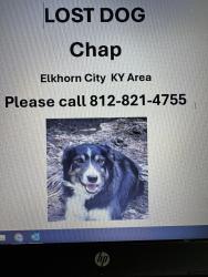 Lost Male Dog last seen Hwy 197, Elkhorn City, KY 41522