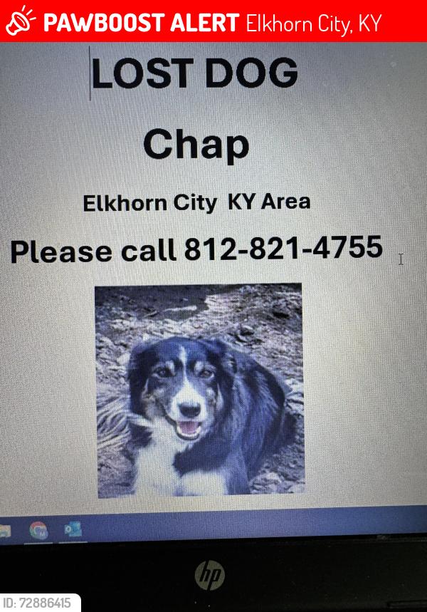 Lost Male Dog last seen Hwy 197, Elkhorn City, KY 41522