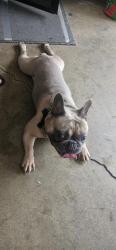 Reunited Male Dog last seen Amar and valinda , West Covina, CA 91792