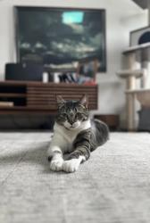Lost Female Cat last seen Folly Island Way and Moring Point Way, South Jordan, UT 84009