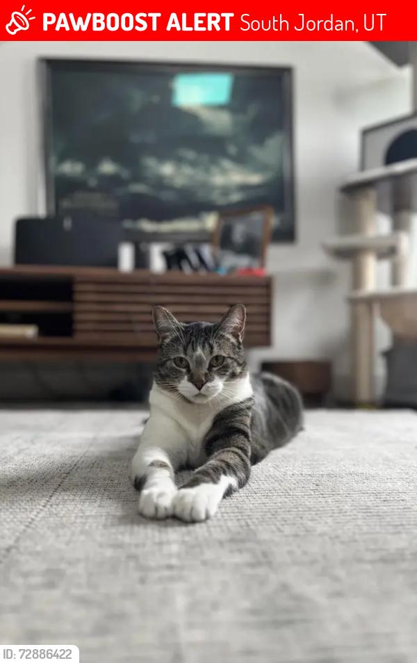 Lost Female Cat last seen Folly Island Way and Moring Point Way, South Jordan, UT 84009