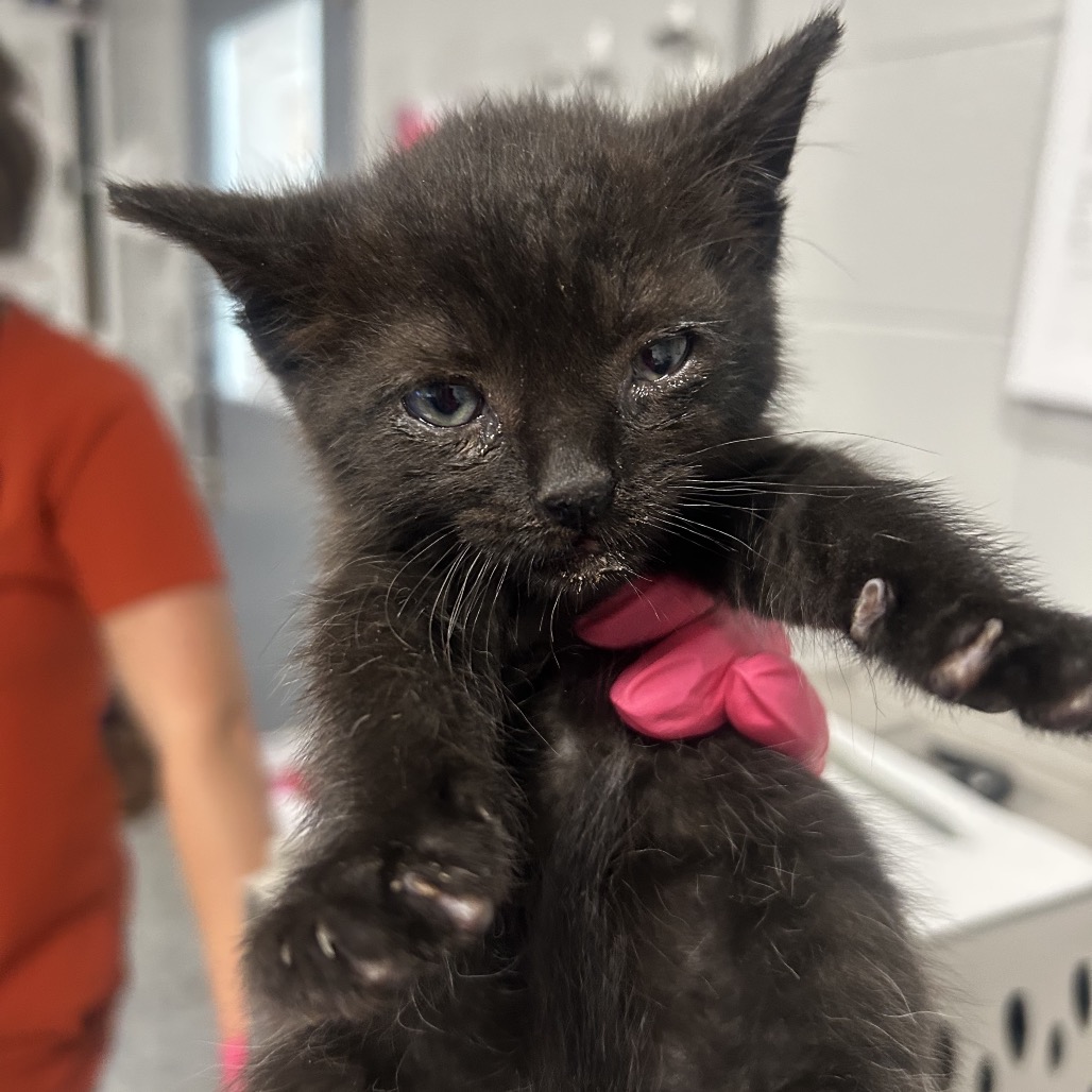 Shelter Stray Male Cat last seen , Greenville, SC 29609