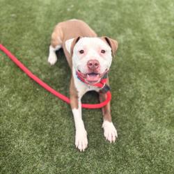 Shelter Stray Female Dog last seen , Philadelphia, PA 19140