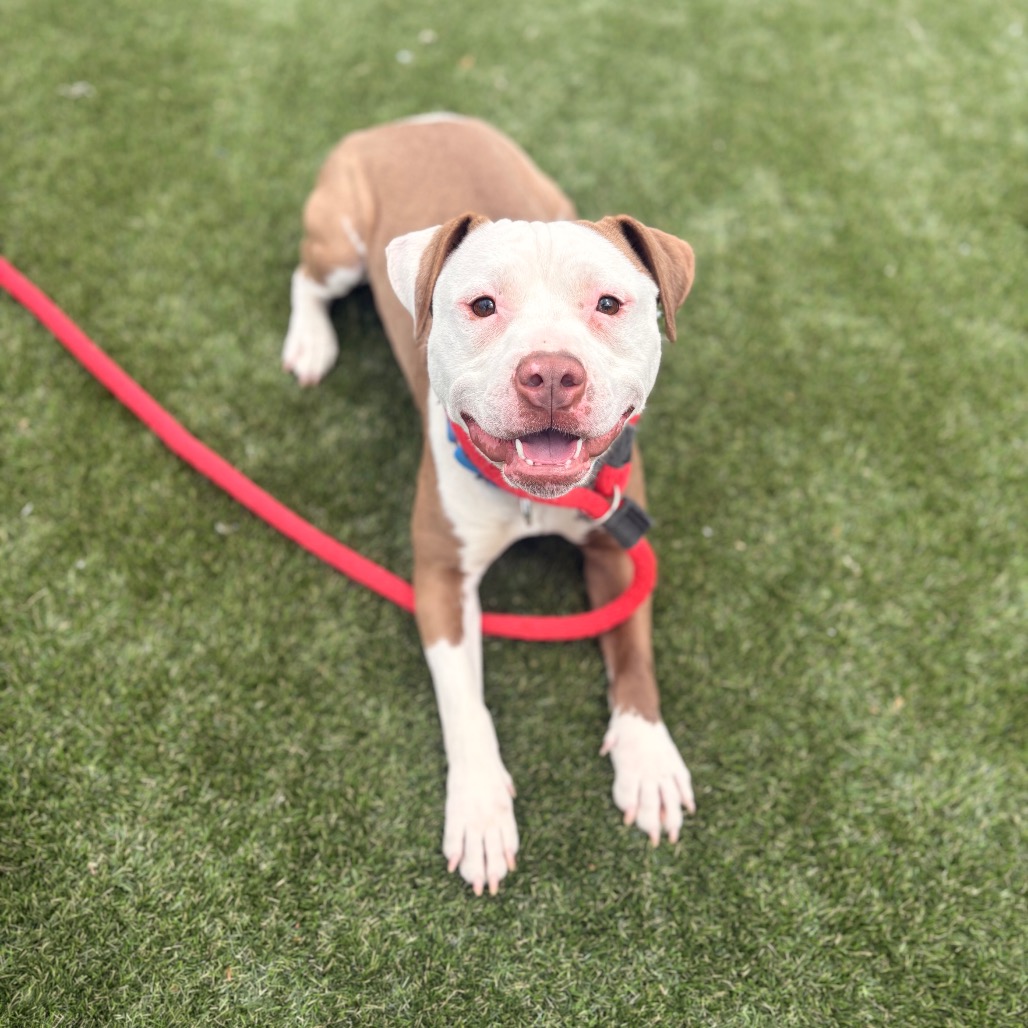Shelter Stray Female Dog last seen , Philadelphia, PA 19140