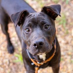 Shelter Stray Male Dog last seen , Hattiesburg, MS 39401