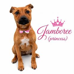 Shelter Stray Female Dog last seen , Memphis, TN 38133