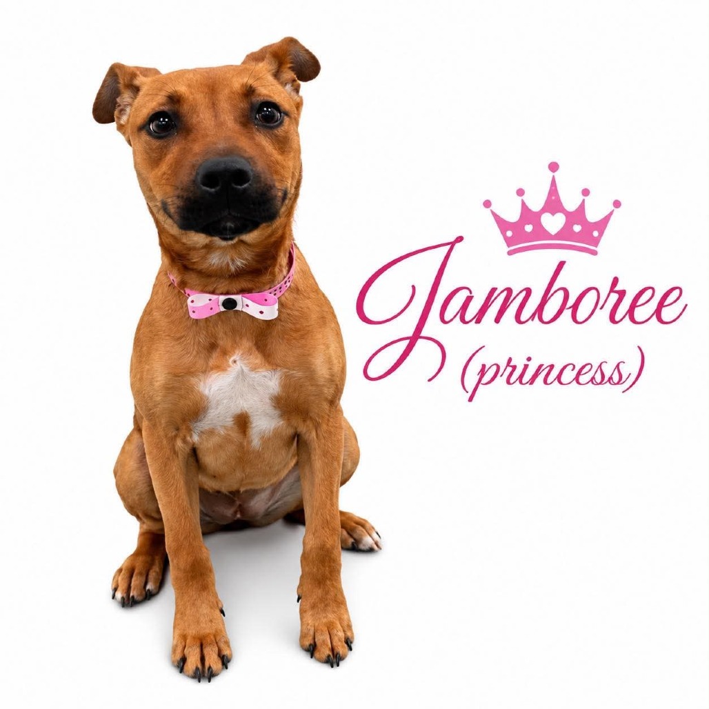 Shelter Stray Female Dog last seen , Memphis, TN 38133