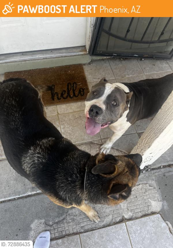 Found/Stray Unknown Dog last seen Turney Ave, Phoenix, AZ 85037
