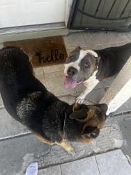 Found/Stray Unknown Dog last seen Turney Ave, Phoenix, AZ 85037