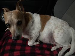 Found/Stray Female Dog last seen Randolph and Sam Drenan rd, Charlotte, NC 28205