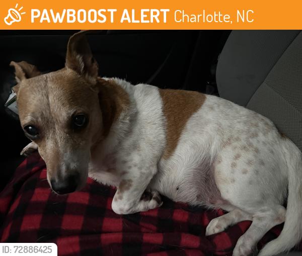 Found/Stray Female Dog last seen Randolph and Sam Drenan rd, Charlotte, NC 28205
