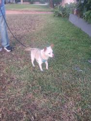 Found/Stray Male Dog last seen Santa ana mark street, Santa Ana, CA 92703