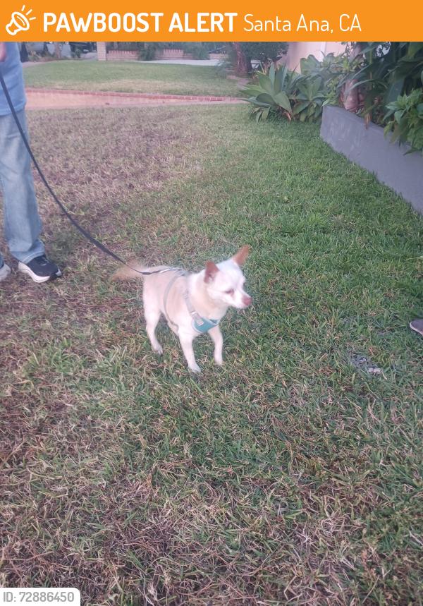 Found/Stray Male Dog last seen Santa ana mark street, Santa Ana, CA 92703