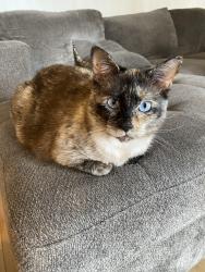 Reunited Female Cat last seen Brunette and Woolrodge, Coquitlam, BC V3K 3V3