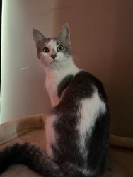 Lost Female Cat last seen in the neighborhood on berekly st, Wichita, KS 67216