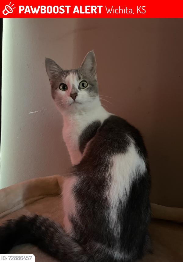 Lost Female Cat last seen in the neighborhood on berekly st, Wichita, KS 67216