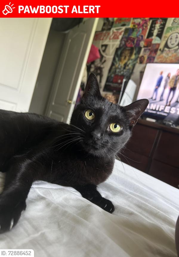 Lost Female Cat last seen w bangs ave, shorebrook cir, Neptune Township, NJ 07753