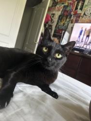 Lost Female Cat last seen w bangs ave, shorebrook cir, Neptune Township, NJ 07753