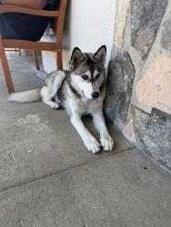 Found/Stray Male Dog last seen E 19th/ baker @ Luigi’s restaurant , Bakersfield, CA 93305