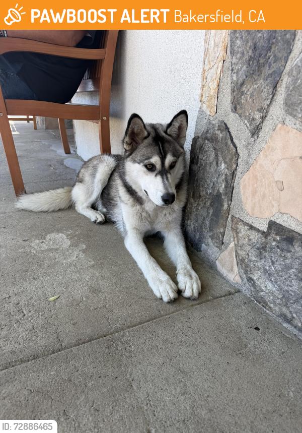 Found/Stray Male Dog last seen E 19th/ baker @ Luigi’s restaurant , Bakersfield, CA 93305