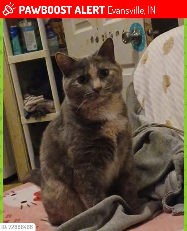 Lost Female Cat last seen Claremont/Red Bank, Evansville, IN 47712