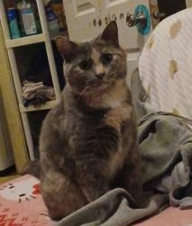 Lost Female Cat last seen Claremont/Red Bank, Evansville, IN 47712