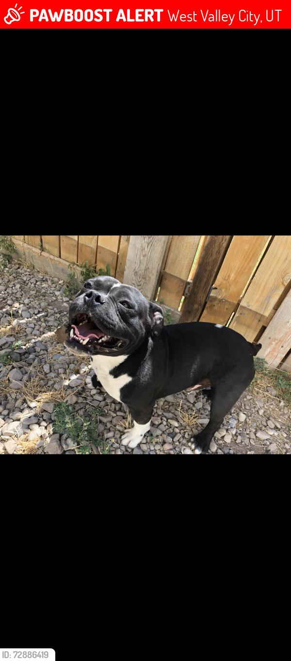 Lost Male Dog last seen West Valley Elementary , West Valley City, UT 84120