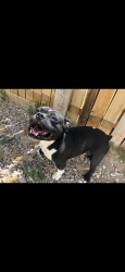 Lost Male Dog last seen West Valley Elementary , West Valley City, UT 84120