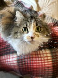 Lost Female Cat last seen 60th Ave N & Sumter Ave N , Minneapolis, MN 55428