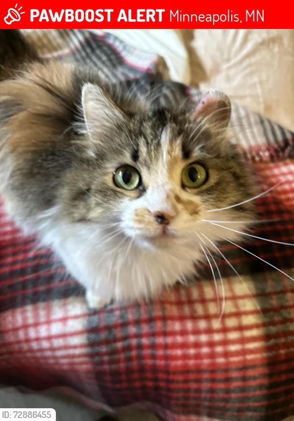 Lost Female Cat last seen 60th Ave N & Sumter Ave N , Minneapolis, MN 55428