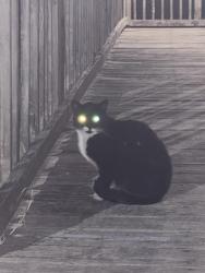 Found/Stray Male Cat last seen Elementary school on Sacramento Dr, Hampton, VA 23666