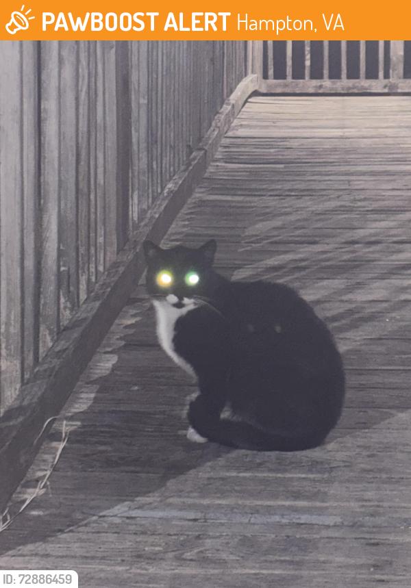 Found/Stray Male Cat last seen Elementary school on Sacramento Dr, Hampton, VA 23666