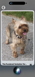 Lost Female Dog last seen 24th st & Baseline , Phoenix, AZ 85042